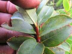 Symplocos theiformis