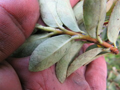 Symplocos theiformis