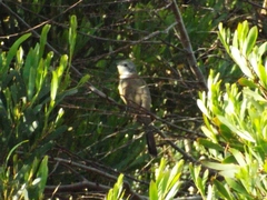 Coccyzus melacoryphus