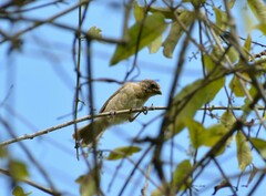 Sporophila caerulescens