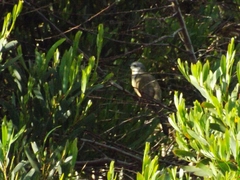 Coccyzus melacoryphus