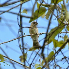 Sporophila caerulescens