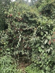 Fuchsia boliviana