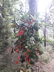 Peraxilla colensoi