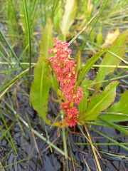 Rumex bidens