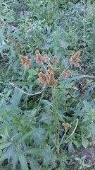 Cyperus glomeratus