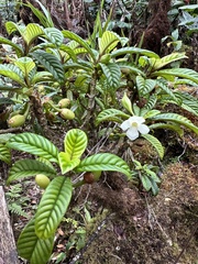 Cyrtandra longifolia