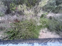 Delosperma litorale