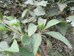 Varronia cylindrostachya