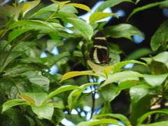 Heliconius hewitsoni