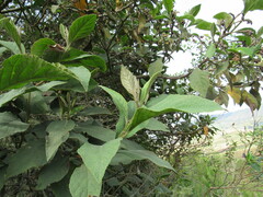 Varronia cylindrostachya