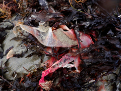 Sarcothalia lanceata