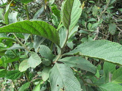 Varronia cylindrostachya