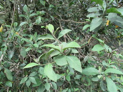 Varronia cylindrostachya