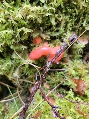 Aurantiporus pulcherrimus
