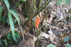 Heliconia episcopalis