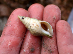 Buccinulum littorinoides