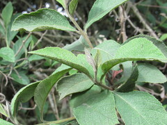 Varronia cylindrostachya