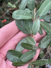 Pyracantha koidzumii