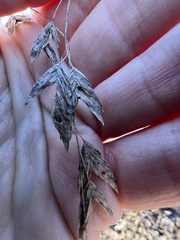 Chasmanthium latifolium