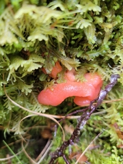Aurantiporus pulcherrimus