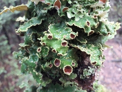 Crocodia rubella