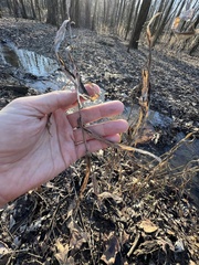 Chasmanthium latifolium