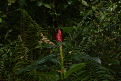 Costus spiralis