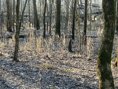 Chasmanthium latifolium