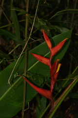 Heliconia spathocircinata