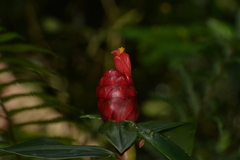 Costus spiralis