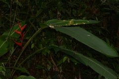 Heliconia spathocircinata