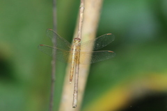 Neurothemis intermedia