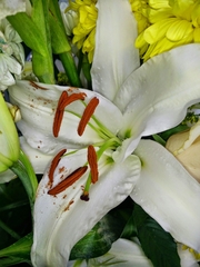 Lilium