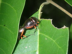 Lampromicra aerea