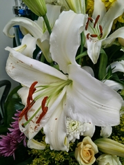 Lilium