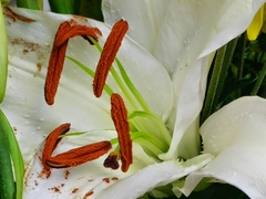 Lilium