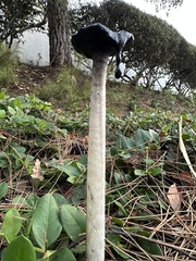 Coprinus comatus