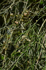Rhipsalis