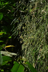Rhipsalis