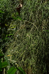 Rhipsalis