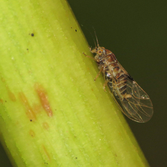 Cacopsylla fatsiae