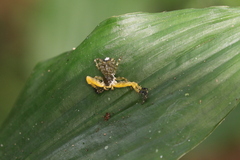 Phrynarachne ceylonica