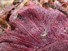 Euptilota formosissima