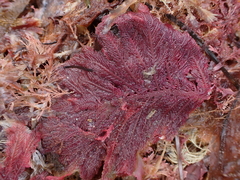 Euptilota formosissima