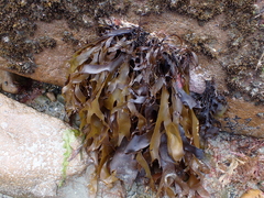 Pachymenia dichotoma