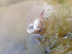 Micrelenchus tenebrosus