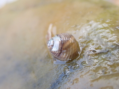 Micrelenchus tenebrosus