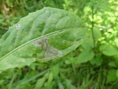 Liriomyza taraxaci