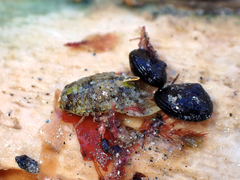 Isocladus armatus